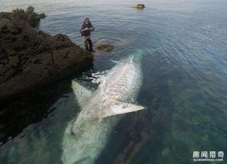 他在海边拍到超罕见8米长鲨鱼尸体，专家