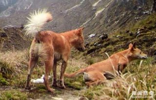 科学家认为已灭绝50年的最古老野狗最近被