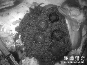 5颗网球大羊宝价值2000万　烧烤店老板赚翻