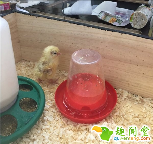 人坐在鸡蛋上能孵出小鸡吗？这个男人做到了！