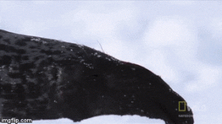 这种海豹只要一生气就会膨胀成一颗气球，