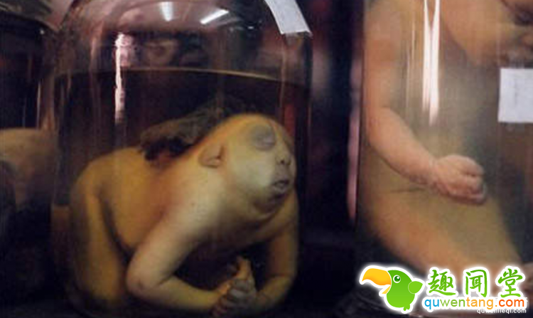 【深夜毒物】相信我，这家藏有奇异人体的博物馆你不会想进去的