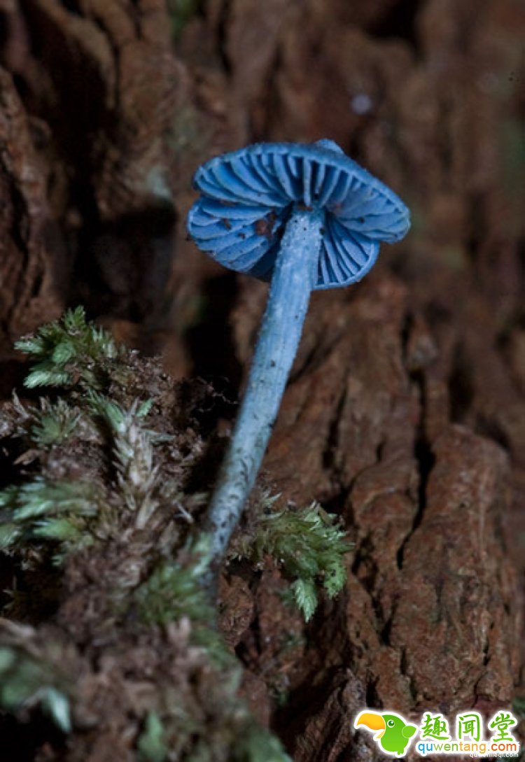 【真相帝】What？原来蓝瘦香菇真的存在，还有很大的作用呢！