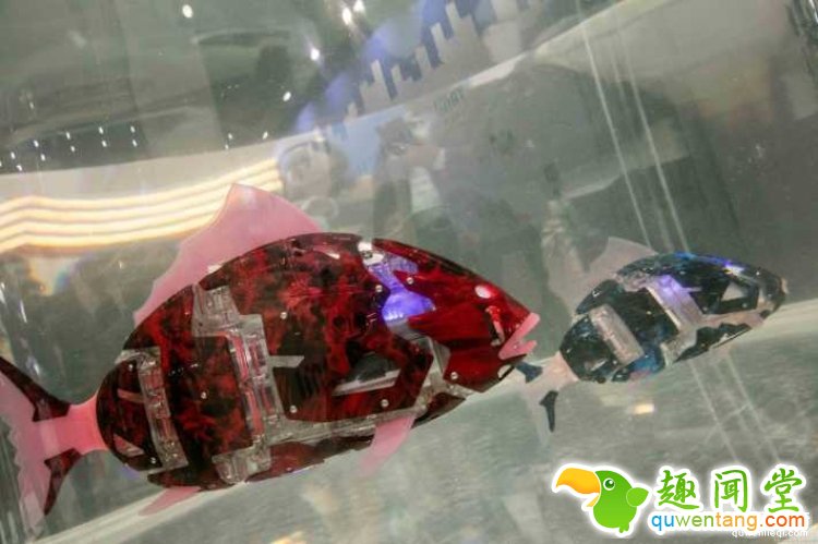 这才是真正的“天价鱼”，随便一条几十万