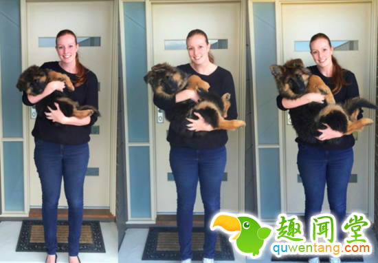 萌爆了！澳洲情侣拍照记录德牧大萌宝的成长