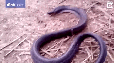 这条蛇会装死，我们欠它一座奥斯卡小金人啊