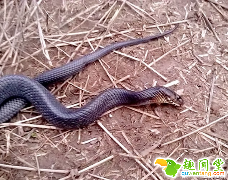 这条蛇会装死，我们欠它一座奥斯卡小金人啊