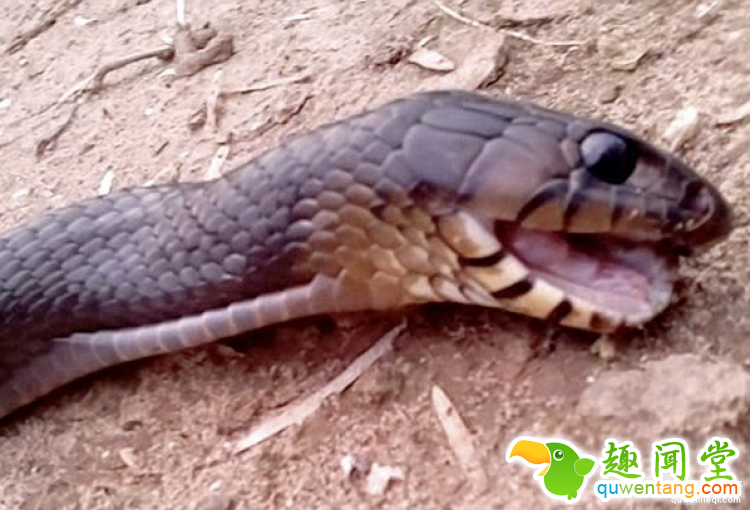 这条蛇会装死，我们欠它一座奥斯卡小金人啊