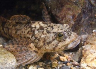 罕见！这些鱼离开水竟然还能活？有的还会