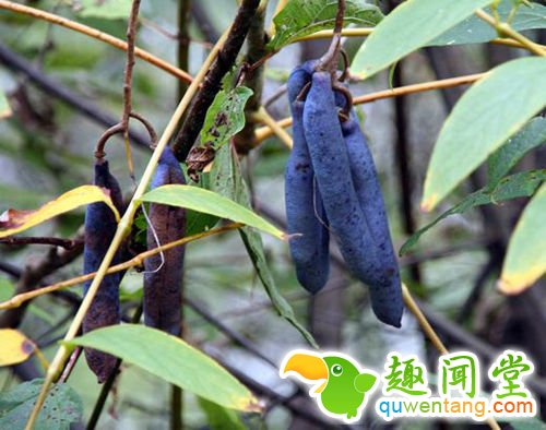 像尸体颜色一般的香蕉 你敢吃吗？