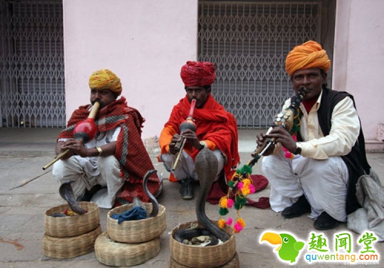 厉害了我的哥，印度老头常年表演被眼镜蛇咬舌头