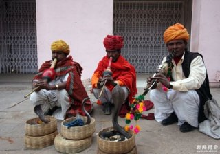 厉害了我的哥，印度老头常年表演被眼镜蛇咬舌头