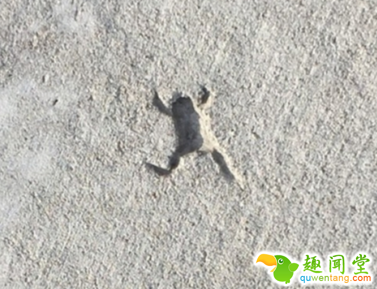 天宫二号发射之后，我们研究了下如何送一只青蛙上太空