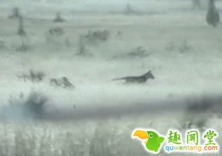 不可思议！澳大利亚已灭绝塔斯马尼亚虎重