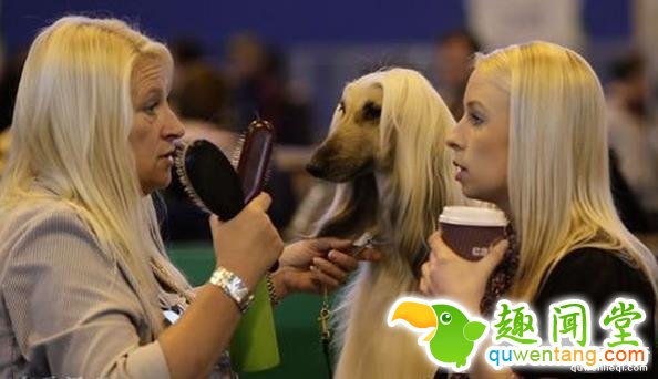 搞笑趣图：他们长得这么像, 真的不是故意的!