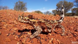 看起来像只会走路的仙人掌，这是一种不用