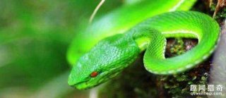 中国有一个村庄到处都是蛇，人称“中国第