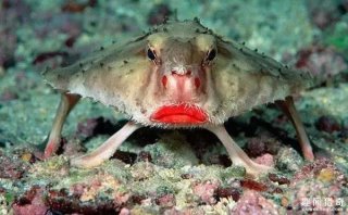 鱼还有蓝色的？世界神秘生物大揭秘