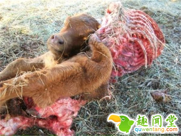 37度纬线是美国最诡异的地方，完全是X档案的真人版--趣味说