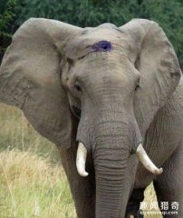 女子獨(dú)自駕車(chē)遇上大象阻