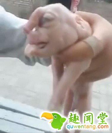 国内再现人脸猪仔：头顶长“丁丁”狰狞恐怖