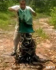 印度奇葩男子每月放生约300条蛇，上百条蛇