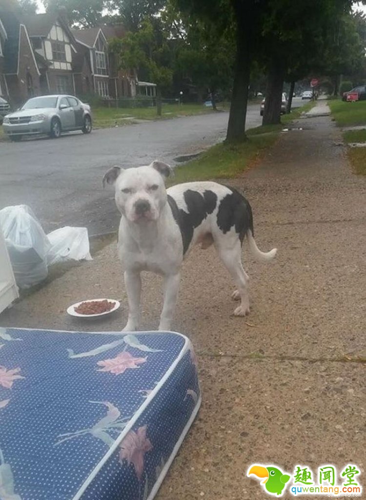 主人搬家遗弃家犬，狗狗趴在门口等了1个月...