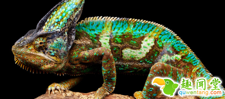 世界上最多彩的动物，看到最后的毛毛虫我炸了