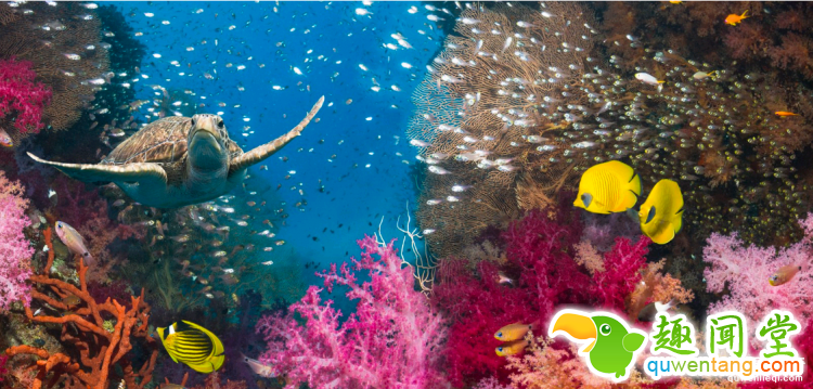 世界上最多彩的动物，看到最后的毛毛虫我炸了