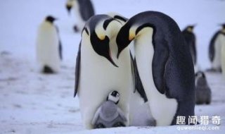 动物界也有喜欢偷情的？这些奇葩动物都爱