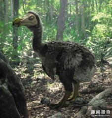 传说中绝种了300多年的珍兽，完整骨骼首现