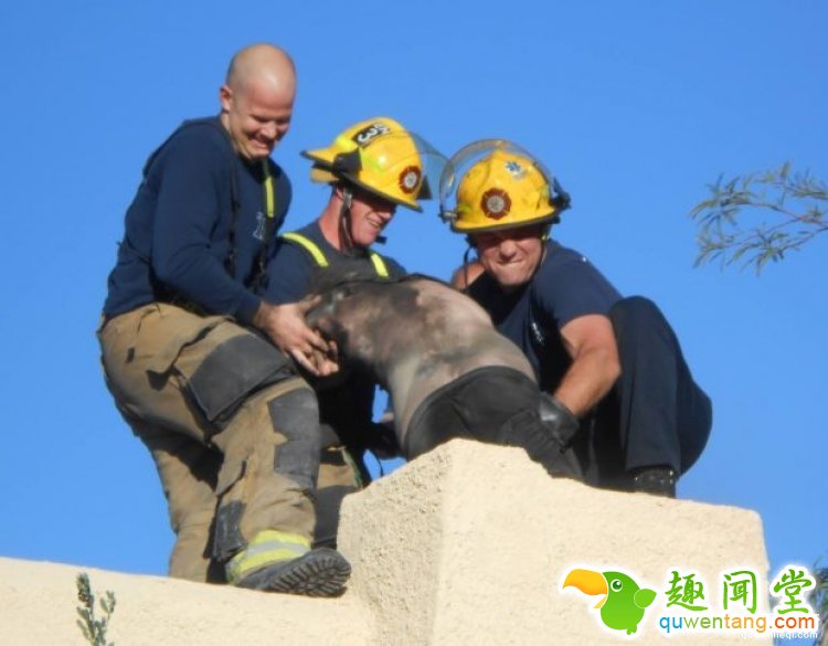 英国一哥们忘带钥匙决定从烟囱爬进去，于是悲剧了