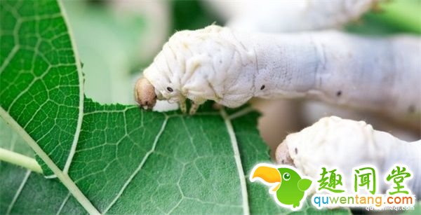 科学家喂蚕宝宝吃纳米碳管和石墨烯，他们吐出的“超级蚕丝”将改写人类历史--趣味说