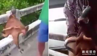 泰国渔民捕到奇丑蝙蝠鱼，会走路还有性感