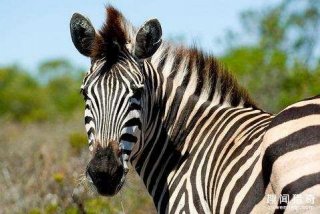 斑马竟拿自己生命开玩笑，竟将头伸进凶猛