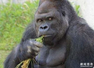 黑猩猩初到日本就靠男模架势爆红，少女都