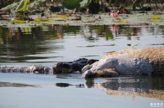 震惊！摄影师记录4米长鳄鱼吞食同类尸体