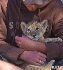 男子救了一只濒死的狮子，没想到它竟扑了