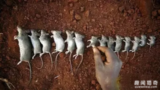 非洲东部贫困国家马拉维，老鼠烤串当街卖