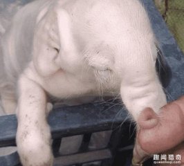 母猪产下大象猪崽，猪脚象鼻，大大的扇形