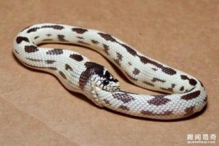 奇葩的蛇，吞下自己，剩下一个圈