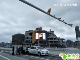 女司机把猴子屁股当成红灯，引发交通事故