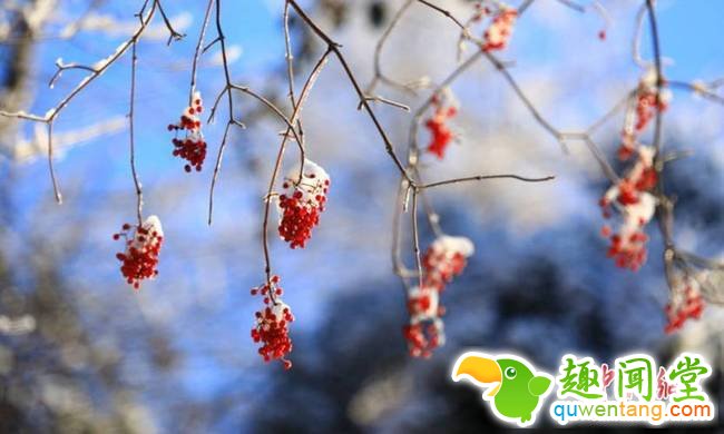 红色与白雪构成一幅美丽画卷。肖洪波 摄