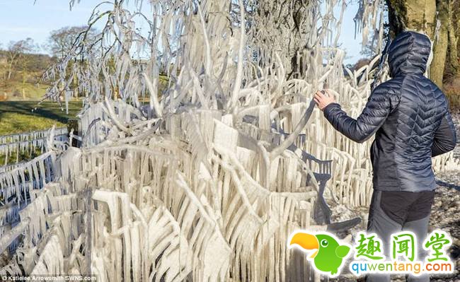 图为被冻住的植物。