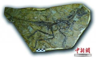 中国发现1.61亿年前"彩虹恐龙":羽毛