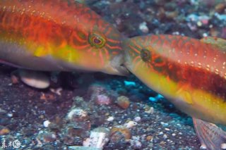 世界上最亲密的打架，会不会打着就相爱了