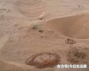 美女在沙漠没水喝，把身上的一瓶矿泉水倒