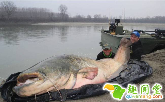 本杰明表示，他最初以为钩子钩到一棵被淹的树，但后来才意识是钓到大鱼。图为本杰明与朋友将大鱼拖上岸。