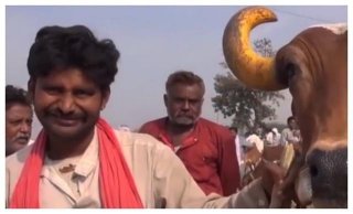 印度人把牛捧太高，流浪牛成灾，当地人修