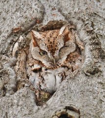 加猫头鹰树洞小憩被摄影师快门惊醒 面色